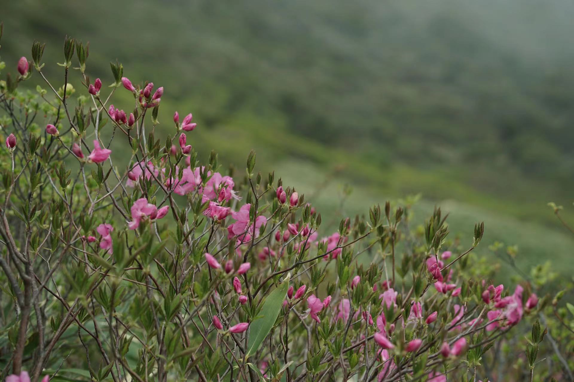 杜鹃花